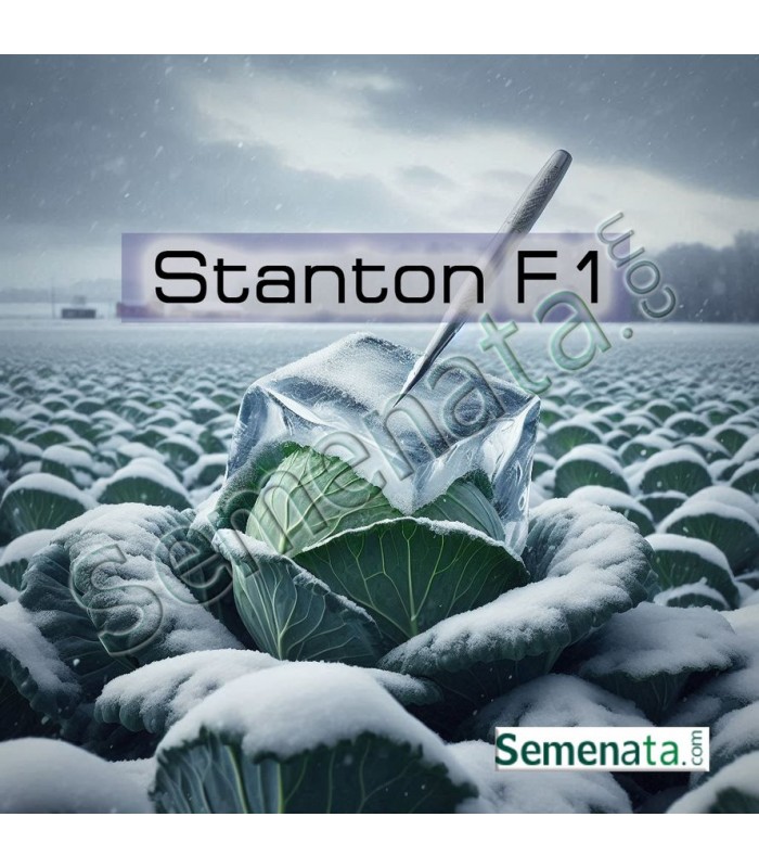 Семена за презимуващо зеле Стантон ( Stanton F1 ) Bejo Zaden